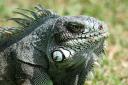 023_Iguane.jpg