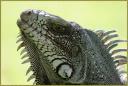 024_Iguane.jpg