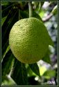 059_Fruit_a_pain.jpg