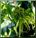 064_Ylang_ylang.jpg