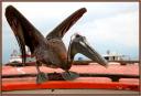 068_Pelican.jpg