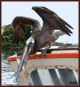069_Pelican_au_marche.jpg