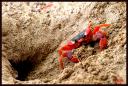 070_Crabe_de_terre.jpg