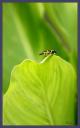 Macro