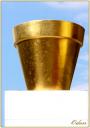 042_Pot_dore.jpg