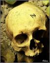 072_Catacombes_crane.jpg