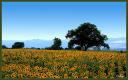 001_Champ_de_tournesols.jpg