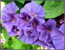 286271Grappe_ed_volubilis_bleus.jpg