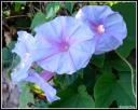 360748Volubilis_Clairs_FIG__LC_02.jpg