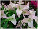 395082Bougainville_Rose_pale__LC_01_Rt.jpg