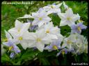 635157Solanum_Jasminoide_RT_01.jpg