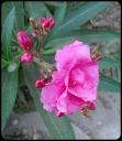 716184Fleur_Laurier_Rose_Fig__LC_02.jpg