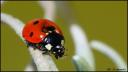 Coccinelle2.jpg